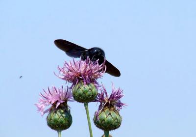 Прикрепленное изображение: 333DSCF3637.jpg